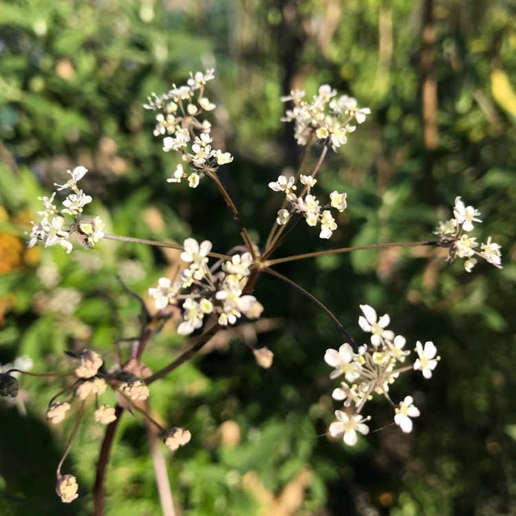 Plant image Anthriscus sylvestris 'Ravenswing'