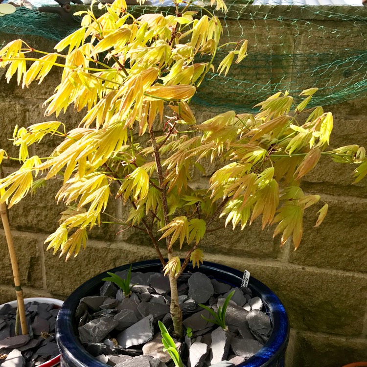 Plant image Acer shirasawanum 'Munn 001' syn. Acer shirasawanum 'Moonrise'