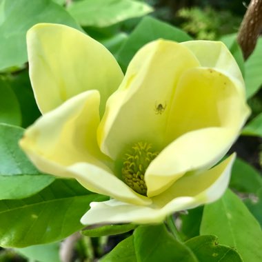 Magnolia x brooklynensis 'Yellow Bird'