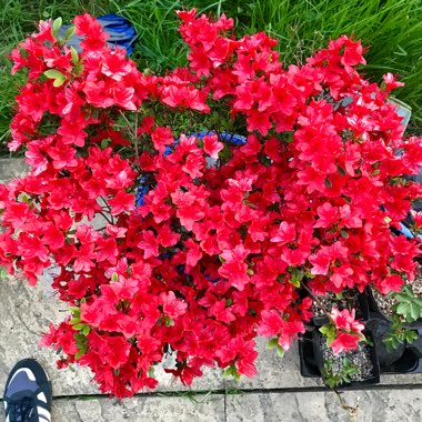 Rhododendron  (Azalea Varieties)