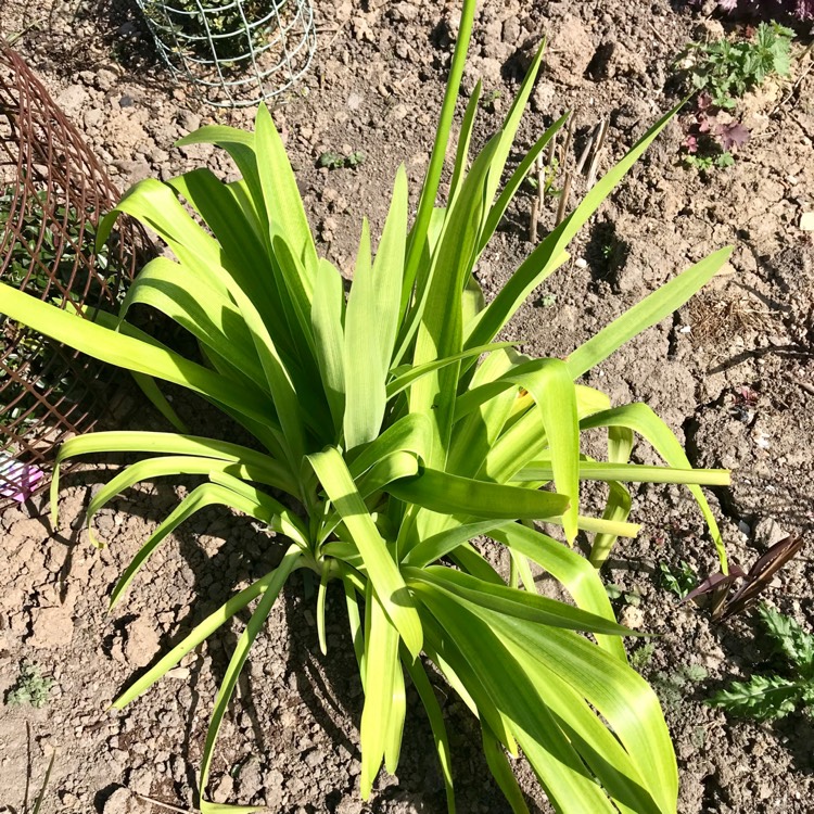 Plant image Agapanthus 'Blue Umbrella'