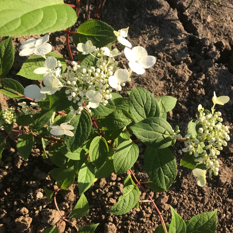 Plant image Hydrangea paniculata 'Wim's Red'