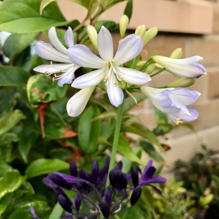 Plant image Agapanthus 'Silver Baby'