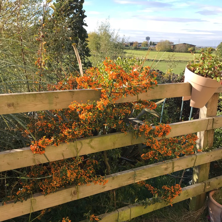 Plant image Pyracantha 'Cadange' syn. Pyracantha 'Saphyr Orange', Pyracantha 'Orange Cadence'