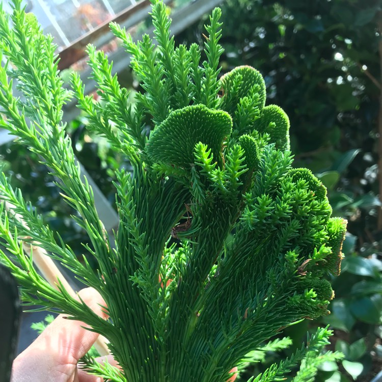 Plant image Cryptomeria japonica 'Cristata'