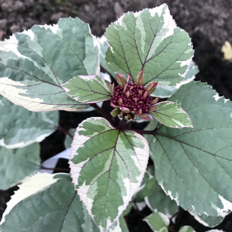 Plant image Clerodendrum bungei 'Pink Diamond'