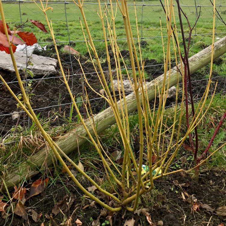 Plant image Cornus sericea 'Flaviramea' syn. Cornus stolonifera 'Flaviramea'