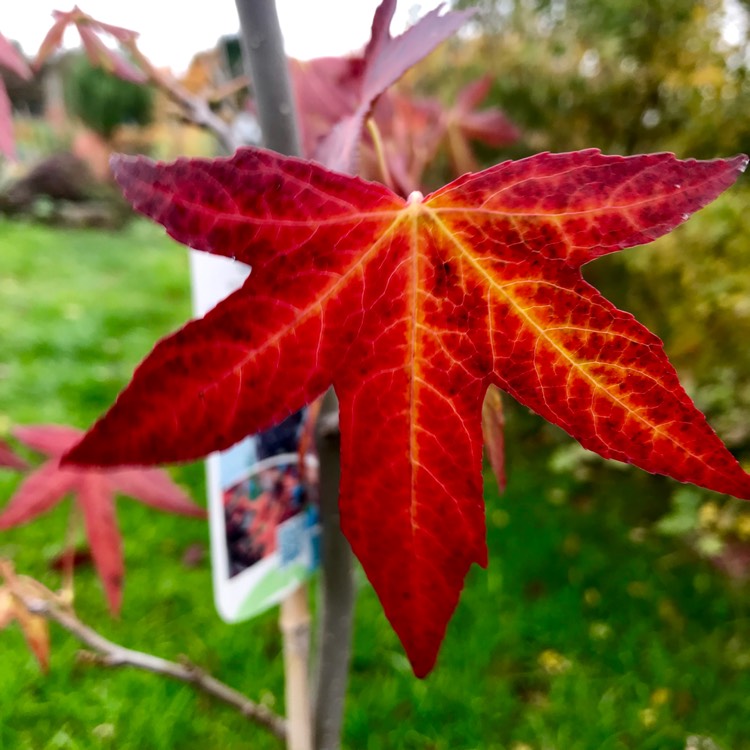 Plant image Liquidambar styraciflua 'Worplesdon'