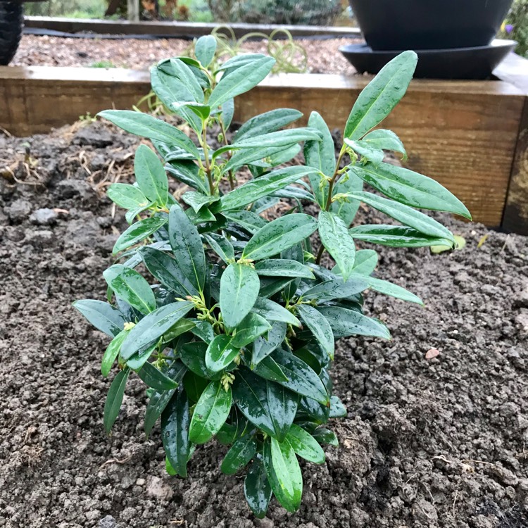 Plant image Sarcococca hookeriana var. humilis