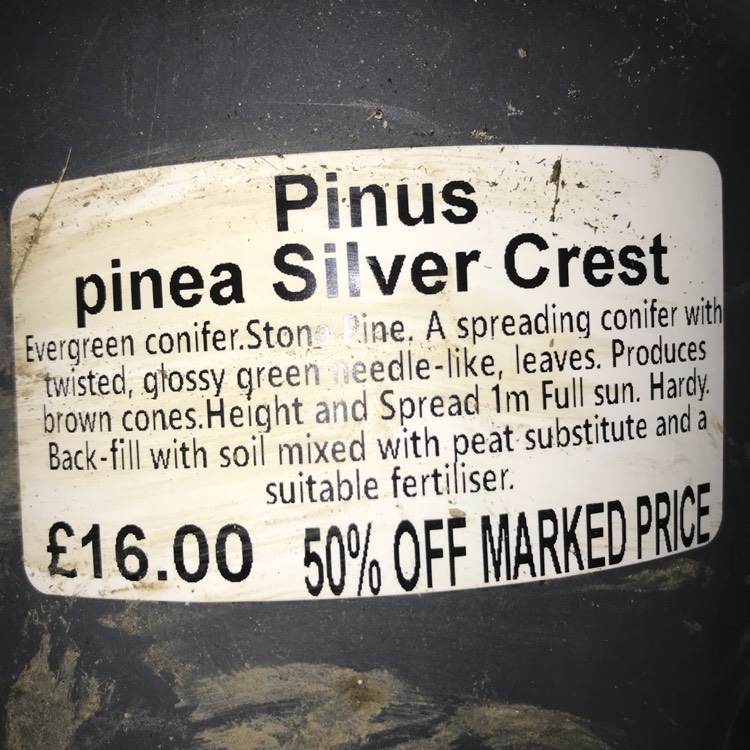 Plant image Pinus pinea 'Silver Crest'