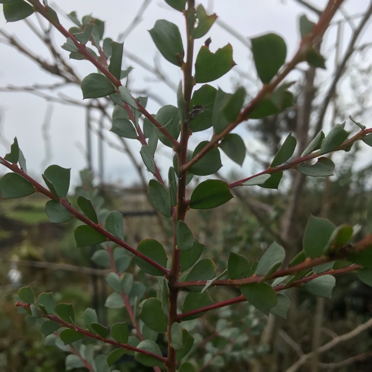 Plant image Acacia pravissima