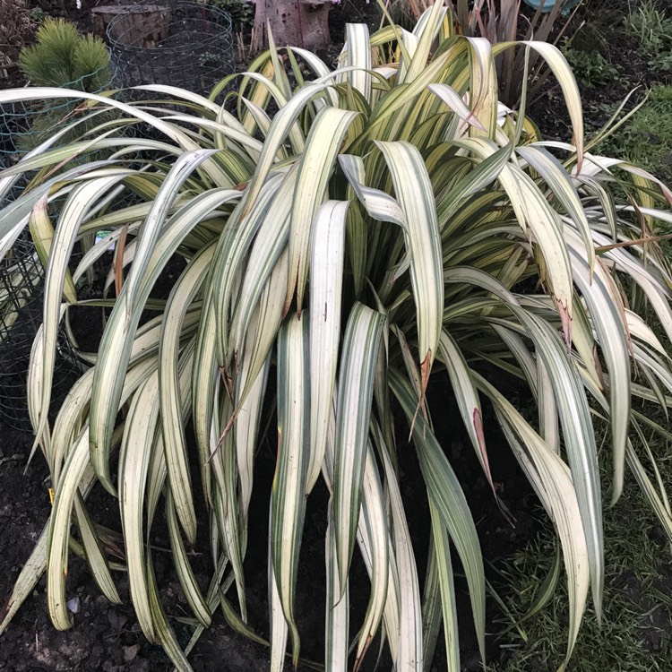 Plant image Phormium cookianum subsp. hookeri 'Cream Delight'