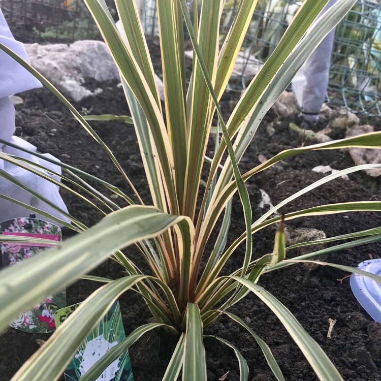 Plant image Cordyline australis 'Torbay Dazzler'