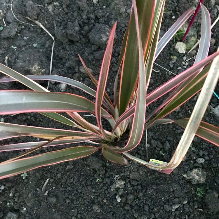 Plant image Phormium 'Sundowner'