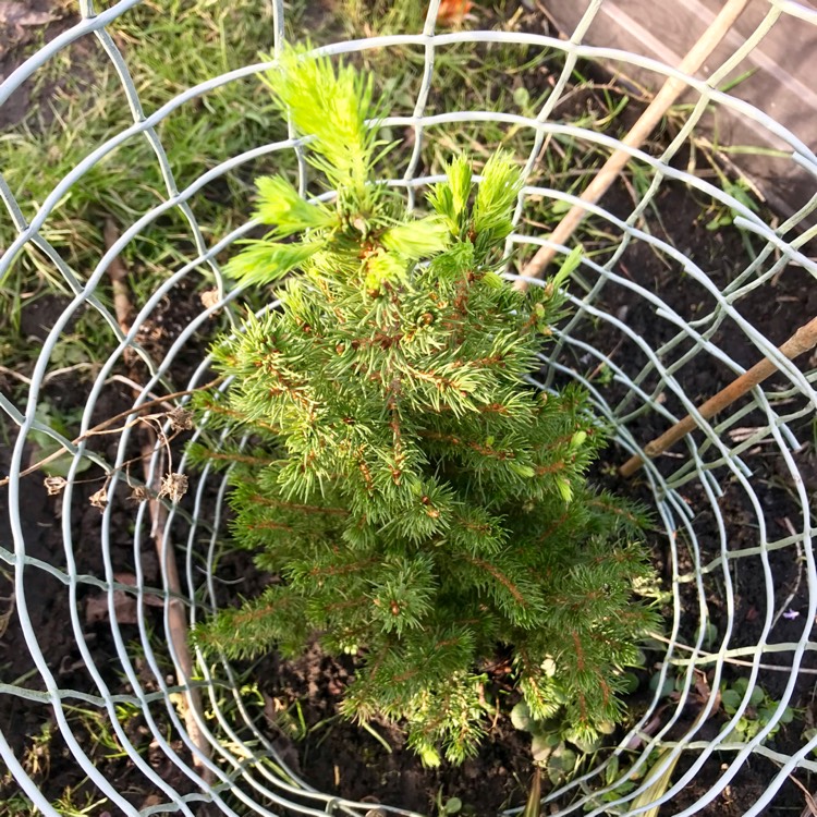 Plant image Picea glauca