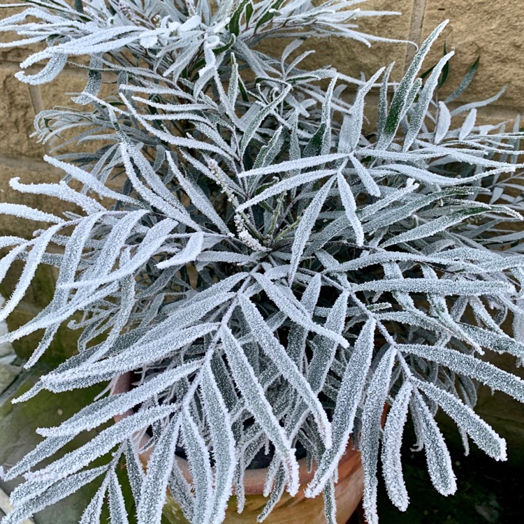 Plant image Mahonia eurybracteata subsp. ganpinensis 'Soft Caress'