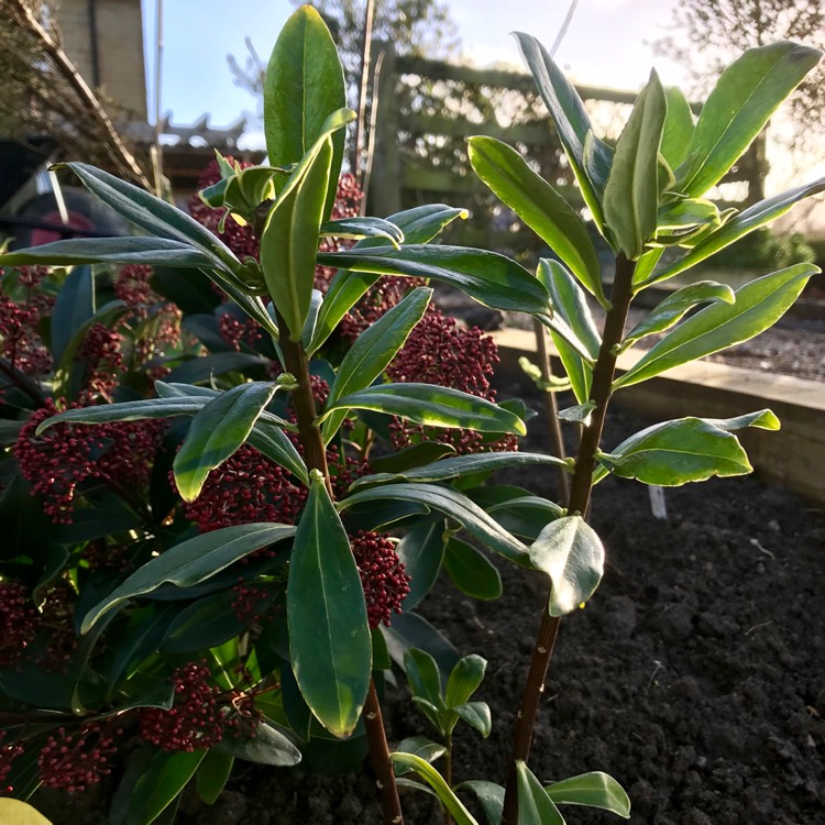 Plant image Daphne Odora 'Aureomarginata'