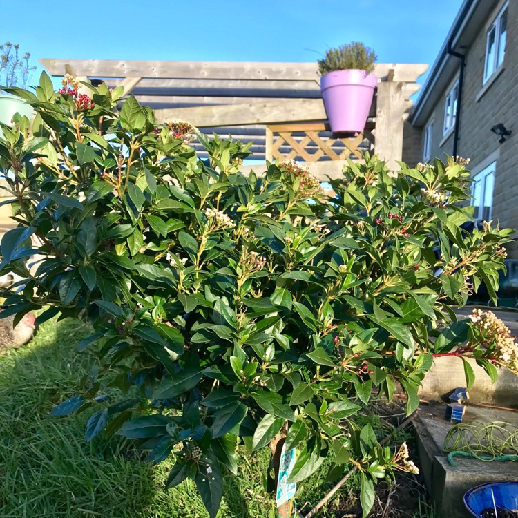 Plant image Viburnum tinus