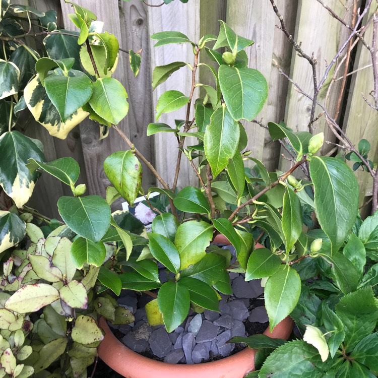 Plant image Camellia japonica 'April Blush'