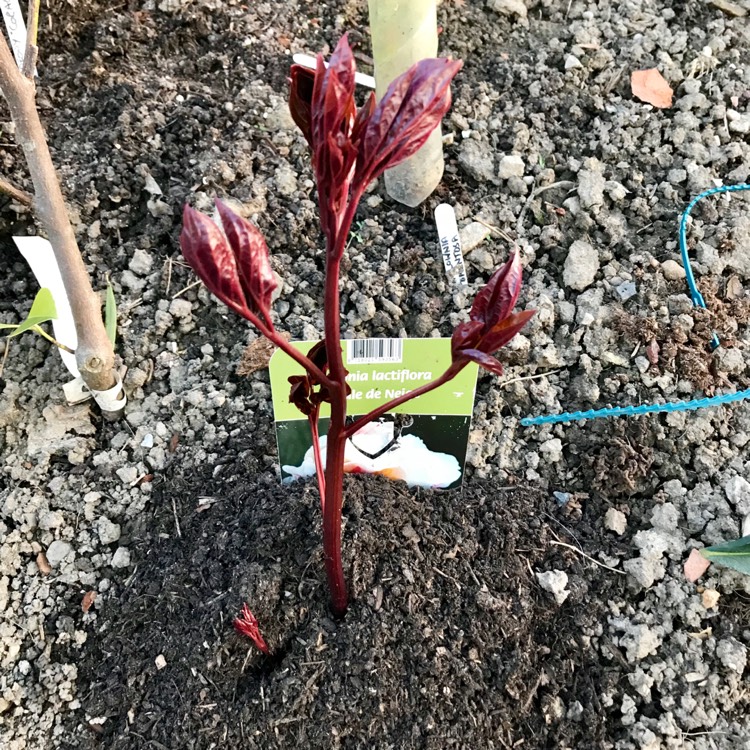 Plant image Paeonia lactiflora 'Boule de Neige'