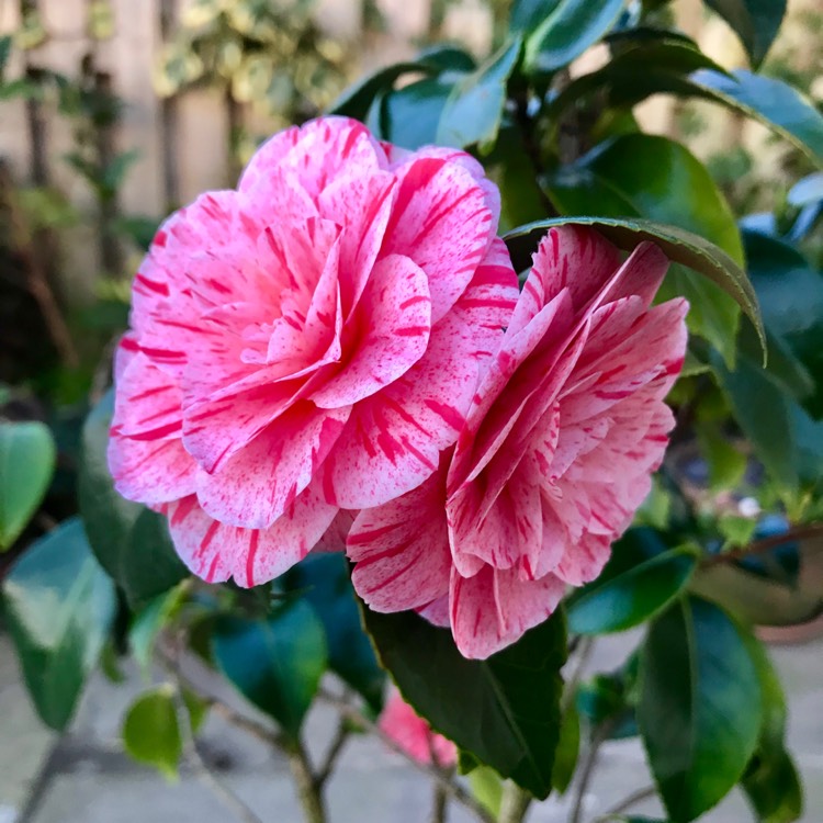 Plant image Camellia japonica 'Kick Off'