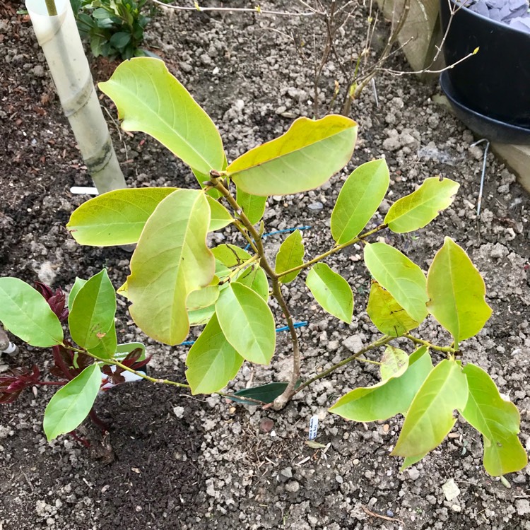 Plant image Michelia 'Fairy Blush' syn. Magnolia 'Fairy Blush'