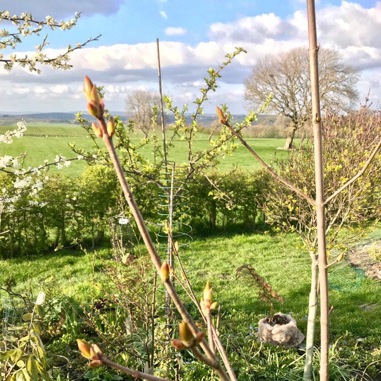 Plant image Acer platanoides 'Drummondii'