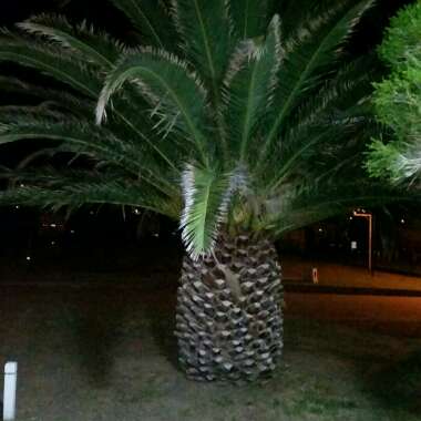 Phoenix Canariensis