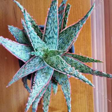 Aloe