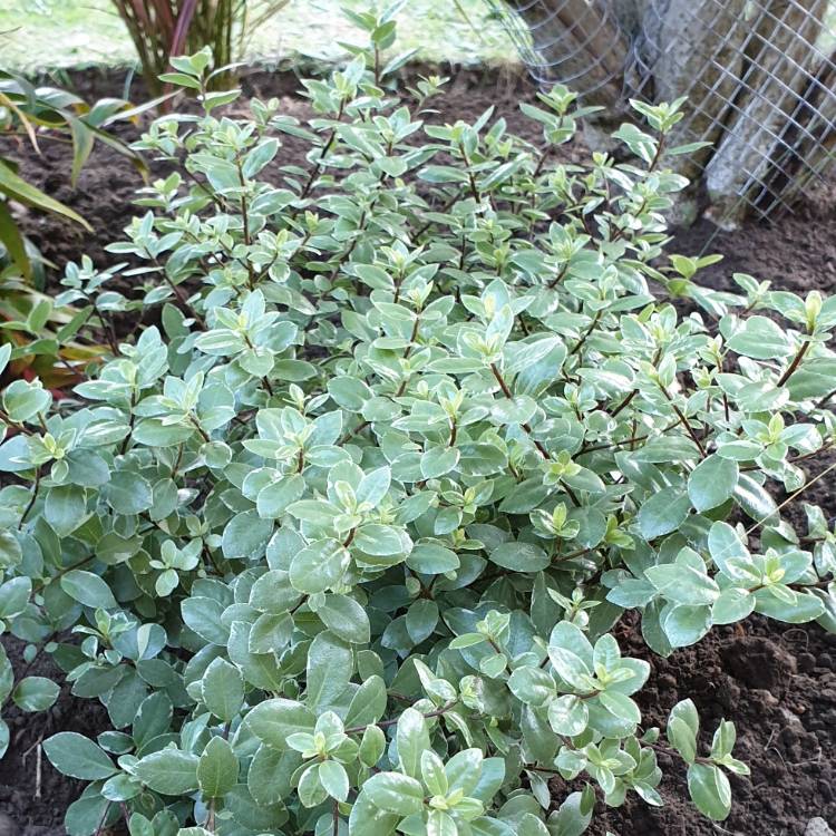 Plant image Pittosporum tenuifolium 'Silver Sheen'