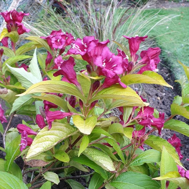 Plant image Weigela 'Olympiade' syn. Weigela 'Briant Rubidor', Weigela 'Rubidor', Weigela 'Rubigold'