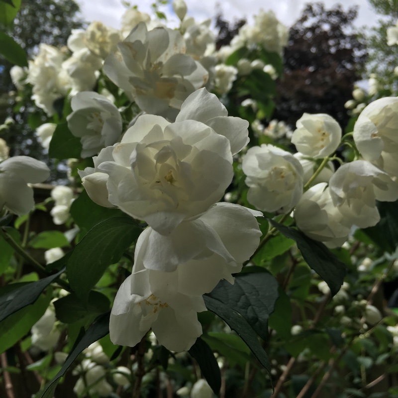 Plant image Philadelphus 'Virginal'