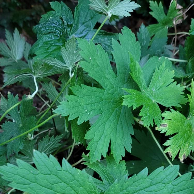 Plant image Geranium 'Ann Folkard'