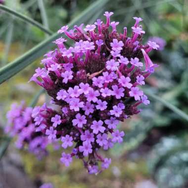 Purple Top Vervain