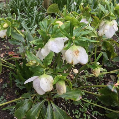 Helleborus