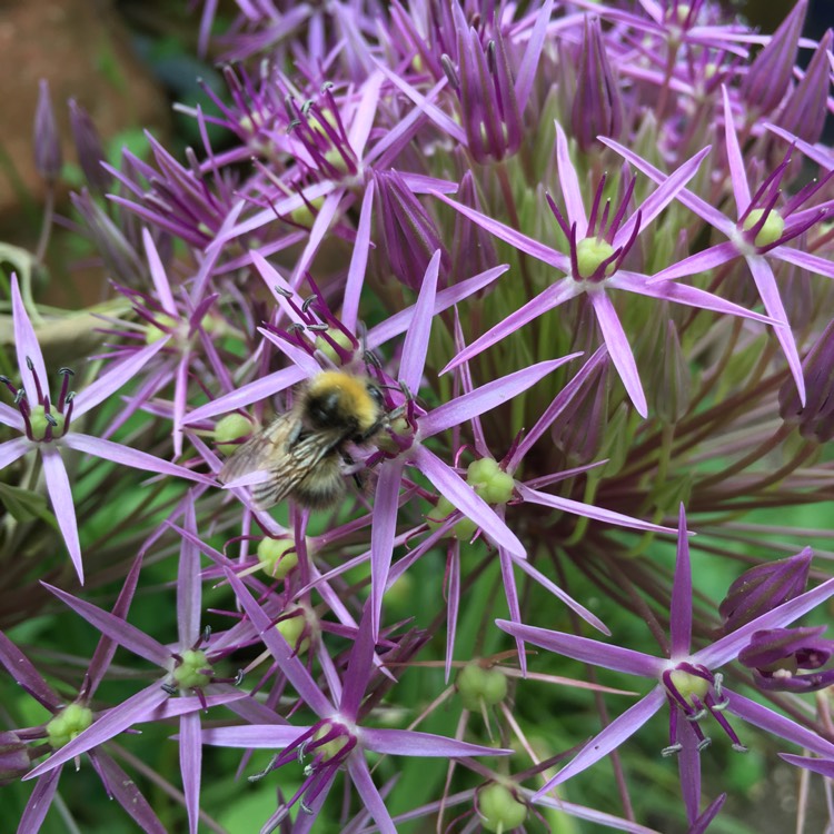 Plant image Allium ampeloprasum var. babingtonii