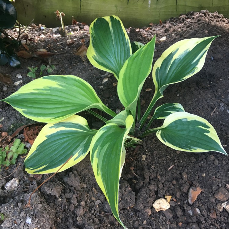 Plant image Hosta 'Twilight'