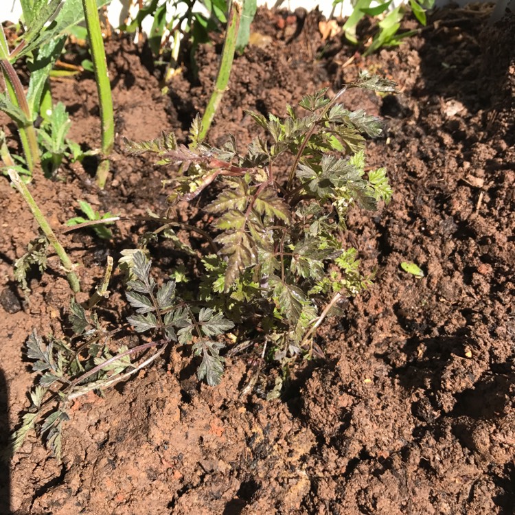 Plant image Anthriscus sylvestris 'Ravenswing'