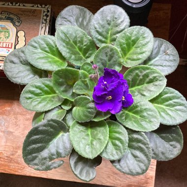 African Violet