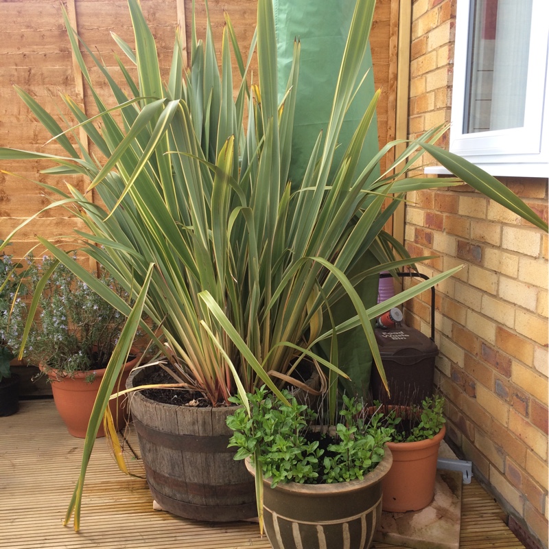 Plant image Phormium 'Evening Glow'