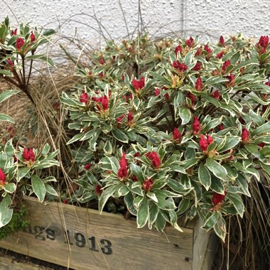 Rhododendron 'Girard's Hot Shot Variegated'