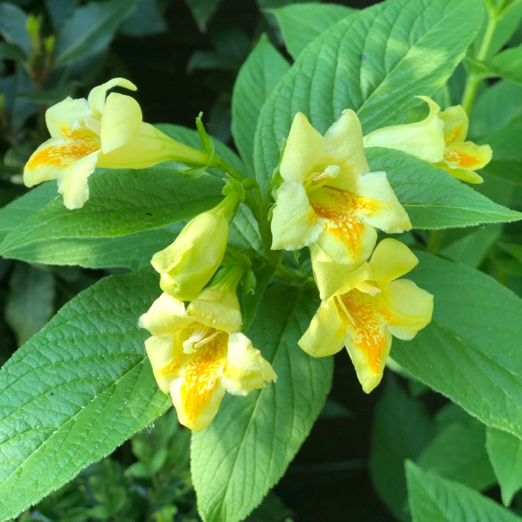 Plant image Weigela middendorffiana