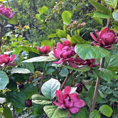 Calycanthus x raulstonii 'Hartlage Wine' syn. Sinocalycanthus raulstonii 'Hartlage Wine'