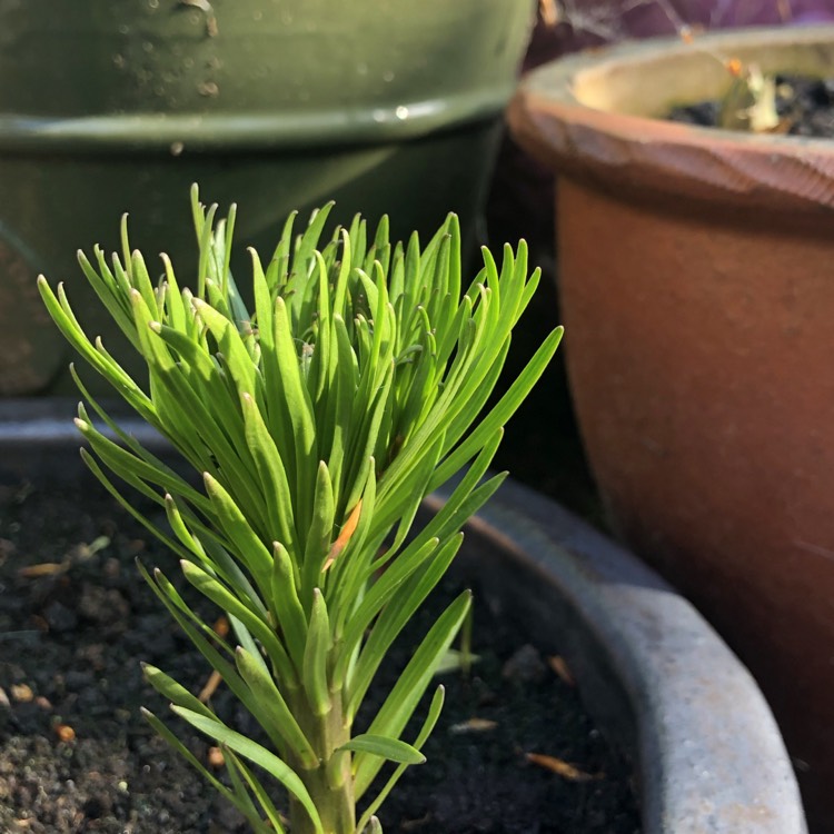 Plant image Lilium speciosum