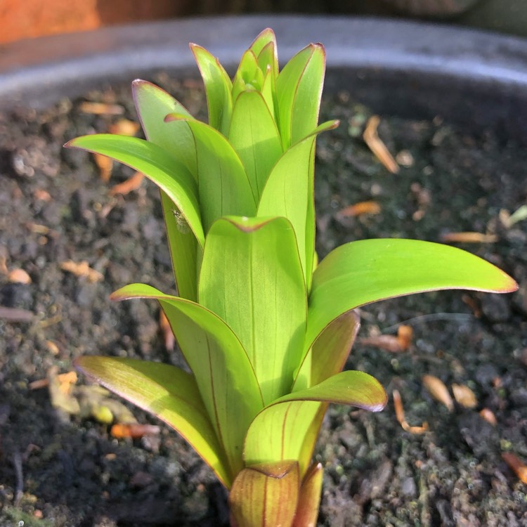 Plant image Lilium 'Magic Star'