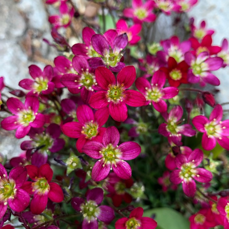 Plant image Saxifraga x arendsii 'Pixi Pan Red'