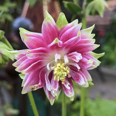 Aquilegia vulgaris var. stellata 'Nora Barlow'