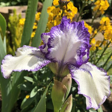 Iris x germanica 'Autumn Circus'