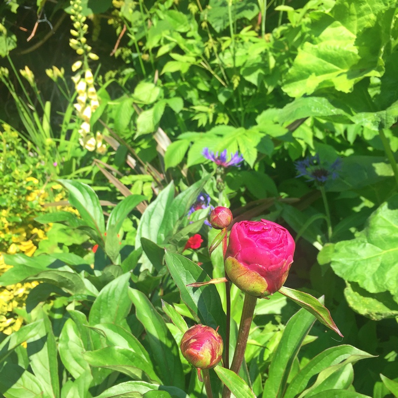 Plant image Paeonia lactiflora 'Adolphe Rousseau'