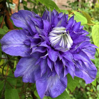 Clematis 'Multi Blue'